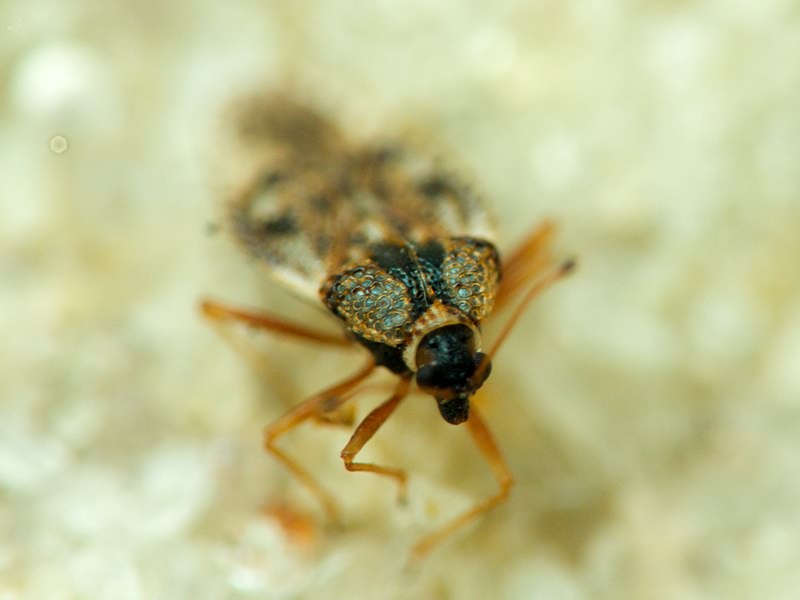 Dictyla humuli (Fabricius, 1794)